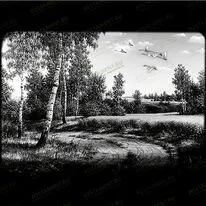 Лес с лебедями 99008